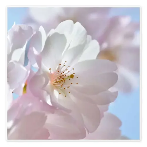 Cherry blossom rosé de Atteloi