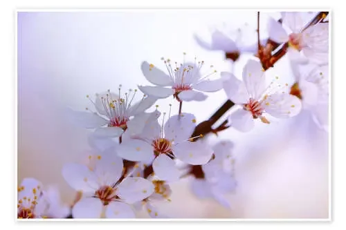 cherry blossoms de Renate Knapp