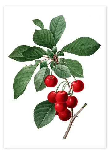 cherry de Pierre Joseph Redouté Master Collection