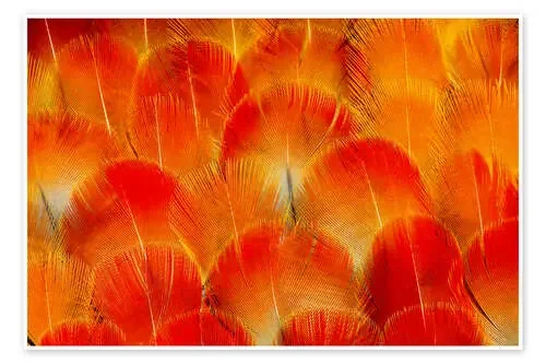 Chest feathers of the Camelot macaw de Darrell Gulin Danita Delimont