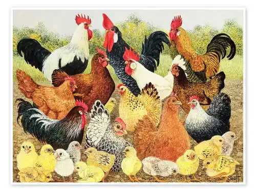 Chicken family de Pat Scott Bridgeman Images