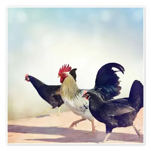 chicken Parade Editors Choice
