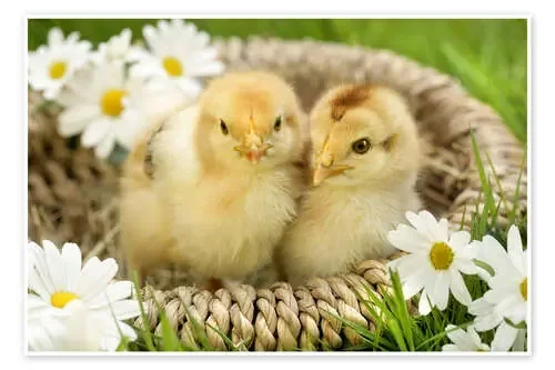 Chicks in a basket de Greg Cuddiford MGL Licensing