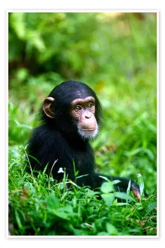 Chimpancé en la selva Editors Choice