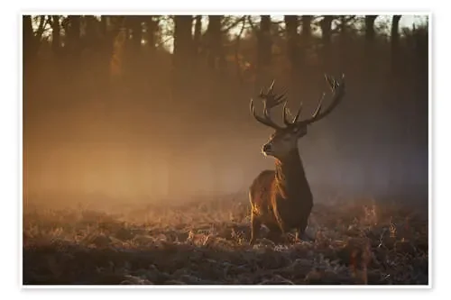 Ciervo en el atardecer de otoño de Alex Saberi
