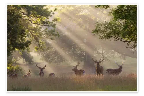 Ciervo en la mañana de Stuart Black Robert Harding