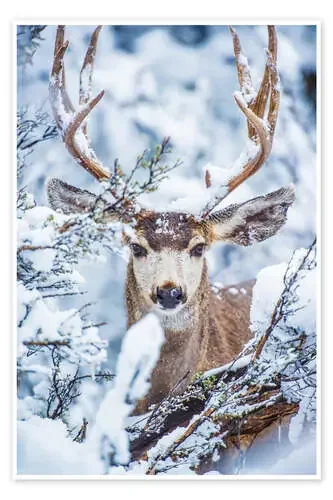 Ciervo nevado Editors Choice