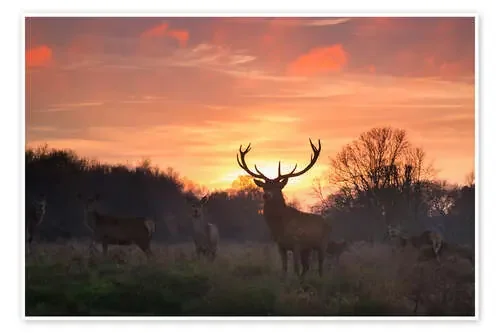 Ciervos en Richmond Park de Alex Saberi