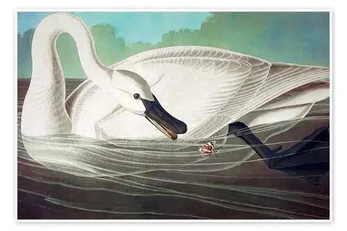 Cisne Trompetista de John James Audubon Bridgeman Images