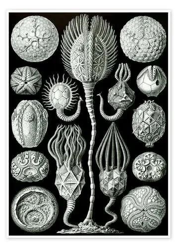 Cistoideos, Cystoidea (Obras de arte de la naturaleza, 1899) de Ernst Haeckel Master Collection