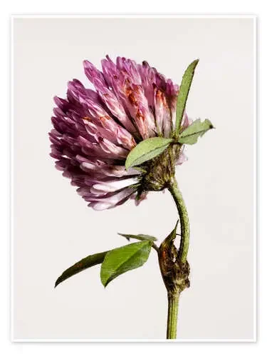 Clover Flower III de Nailia Schwarz