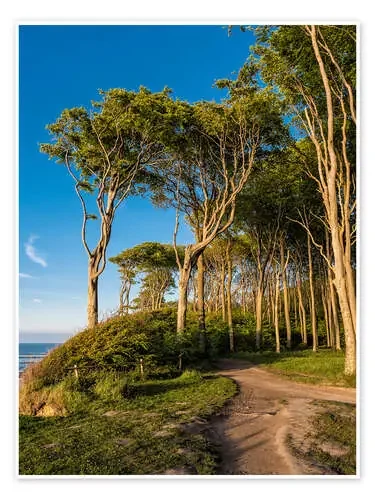 Coastal forest on shore of the Baltic Sea de Rico Ködder