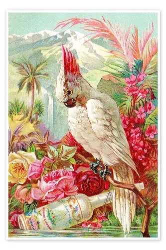 Cocktail Cockatoo de Vintage Advertising Collection