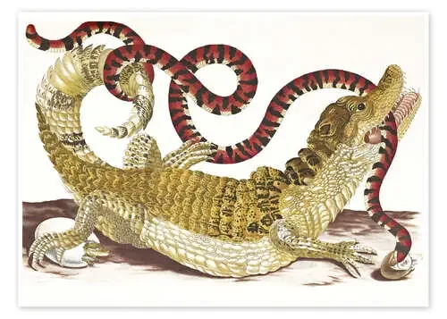 Cocodrilo y serpiente de Maria Sibylla Merian Master Collection