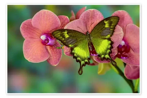 Cola de golondrina verde de Darrell Gulin Danita Delimont