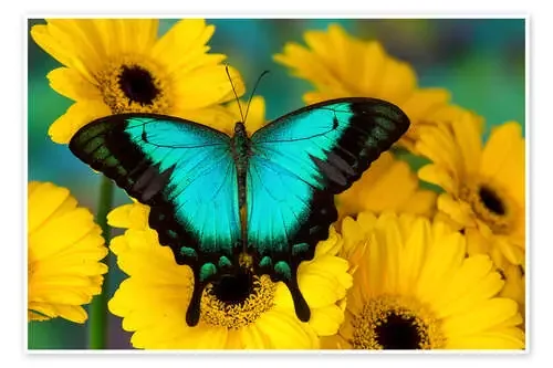 Cola de golondrina verde mar de Darrell Gulin Danita Delimont