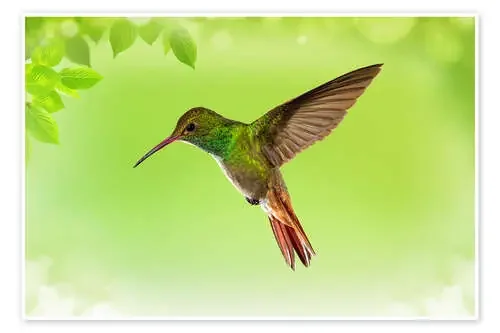 Colibrí con fondo verde Editors Choice