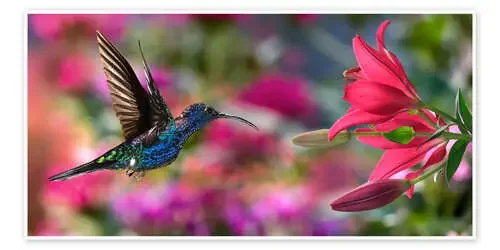 Colibrí con lirio Editors Choice