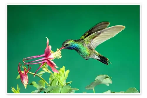 Colibrí de pico ancho en columbine Danita Delimont