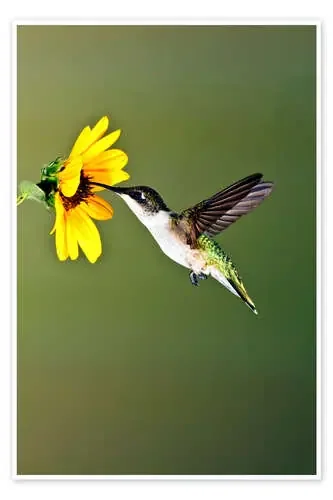 Colibrí garganta rubí en girasol de Larry Ditto Danita Delimont