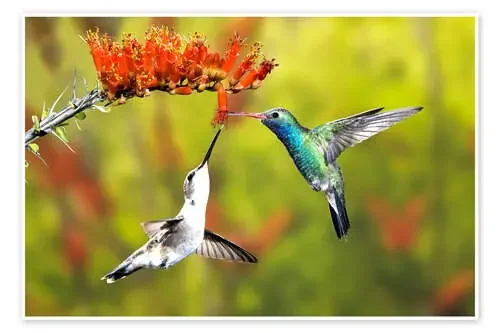 Colibríes de pico ancho en flor de Don Grall Danita Delimont
