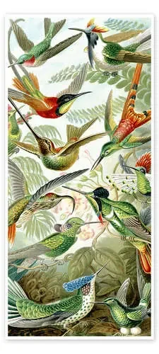 Colibríes, Trochilidae (Obras de arte de la naturaleza, 1899) de Ernst Haeckel Master Collection