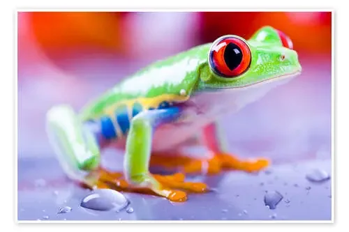 Colorfoul Frog Editors Choice