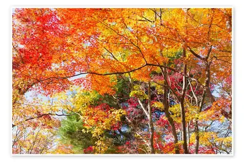 Colorful autumn leaves in the forest de Jan Christopher Becke