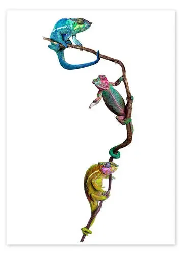 Colorful chameleons de Werner Dreblow