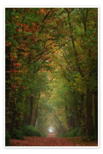 Colourful autumn alley in the Netherlands de Martin Podt