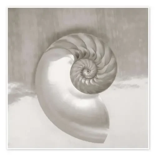 Concha Nautilus de Kate & Tom Turning & Gibson Design Pics