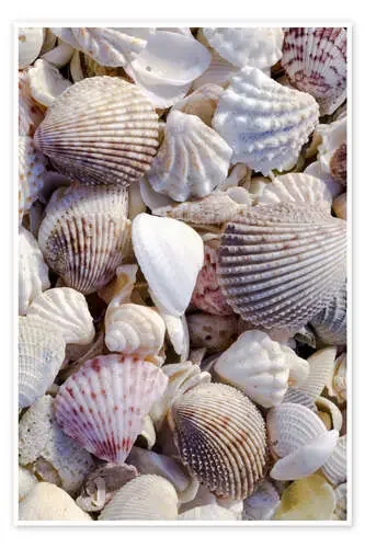 Conchas en la playa de Rob Tilley Danita Delimont