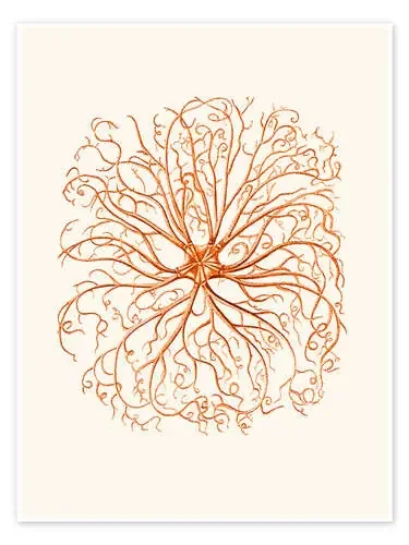 Coral, tentáculo de Patruschka