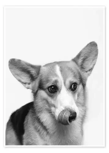Corgi I de Heidi Bollich