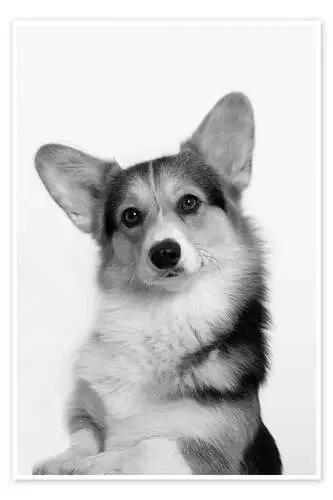 Corgi II de Heidi Bollich