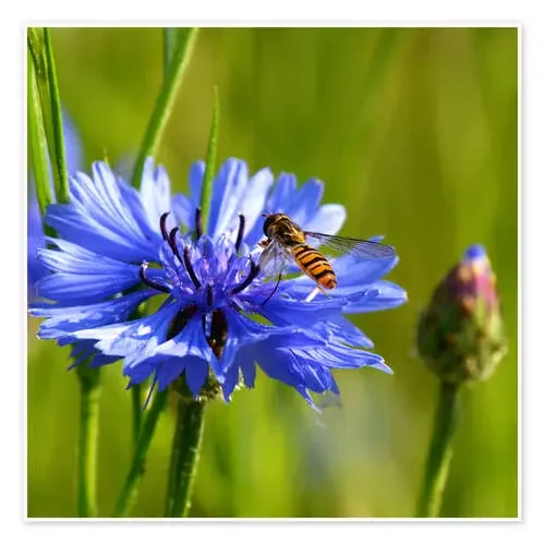 Cornflower with hoverfly de Atteloi