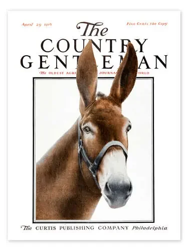 Country Gentleman (donkey) de Remsberg Design Pics