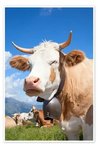 Cow enjoying the sun Editors Choice