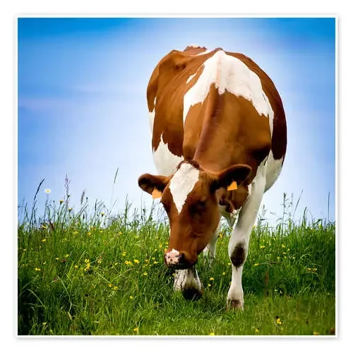 Cow on pasture Editors Choice