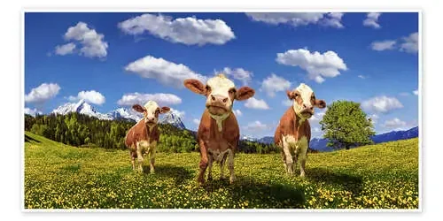 Cows on the pasture de Michael Rucker