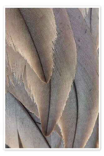 Crane Feathers de Paul D. Stewart Science Photo Library