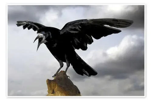 Crow before takeoff Editors Choice