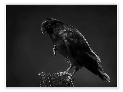 Crow Editors Choice