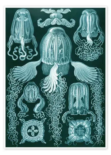 Cubozoos, Cubomedusae (Obras de arte de la naturaleza, 1899) de Ernst Haeckel Master Collection