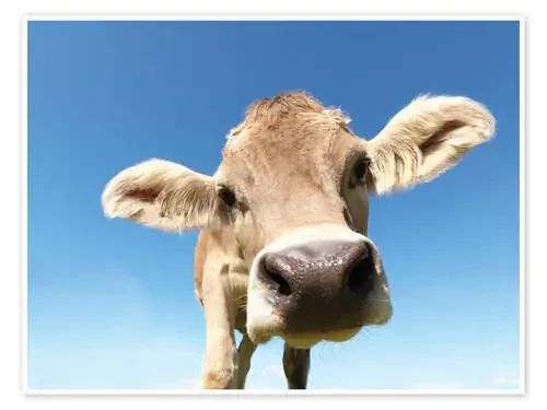 curious cow de Jens Lucking Science Photo Library