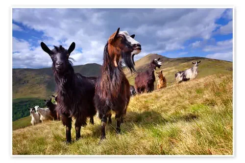 Curious goats Editors Choice