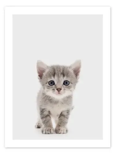 Curious Kitten de Animal Kids Collection Editors Choice