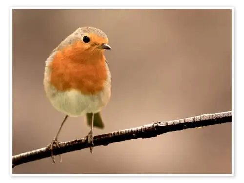 Curious robin Editors Choice