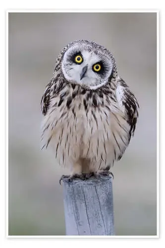 Curious short-eared owl de Moqui, Daniela Beyer