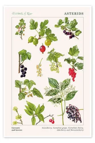 Currants and berries de Elizabeth Rice Bridgeman Images